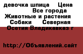девочка шпица  › Цена ­ 40 000 - Все города Животные и растения » Собаки   . Северная Осетия,Владикавказ г.